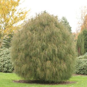 Chamaecyparis pisifera 'Filifera'