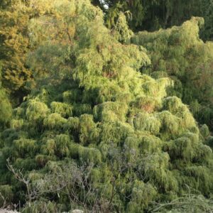 Chamaecyparis pisifera 'Filifera Nana'