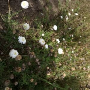 Chamaemelum nobile 'Ligulosum'