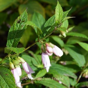 Chelonopsis moschata