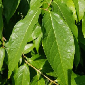 Chimonanthus praecox 'Grandiflorus'
