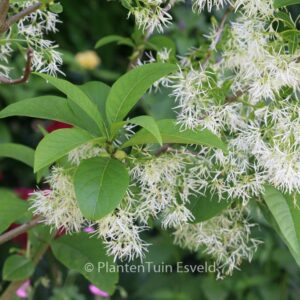 Chionanthus virginicus