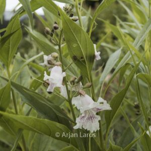 Chitalpa tashkentensis 'Morning Cloud'