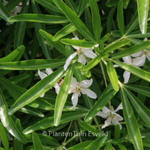 Choisya 'Aztec Pearl'