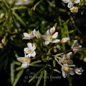 Choisya 'Pmoore06' (ROYAL LACE)