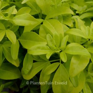 Choisya ternata 'Lich' (SUNDANCE)