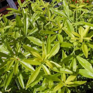 Choisya ternata 'Limo' (GOLD FINGERS)