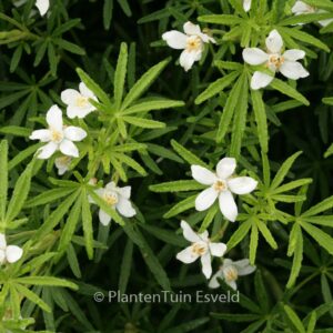 Choisya ternata 'Londaz' (WHITE DAZZLER)