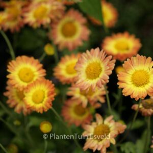 Chrysanthemum 'Dernier Soleil'