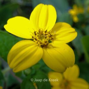 Chrysogonum virginianum 'Andre Viette'