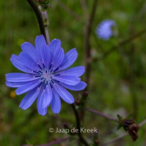 Cichorium intybus