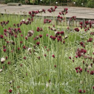Cirsium rivulare 'Atropurpureum'