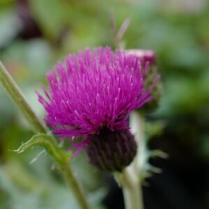 Cirsium rivulare 'Trevor's Blue Wonder'