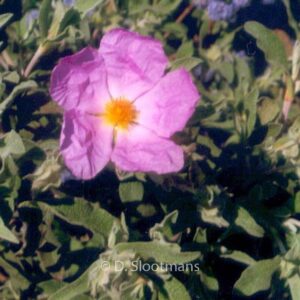 Cistus 'Silver Pink'