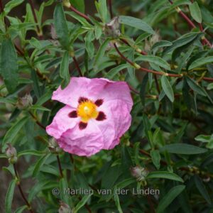 Cistus purpureus