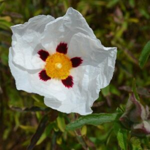 Cistus purpureus 'Alan Fradd'