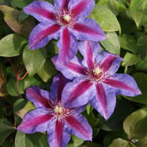 Clematis 'Akaishi'
