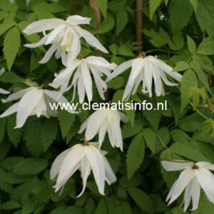 Clematis 'Albina Plena'