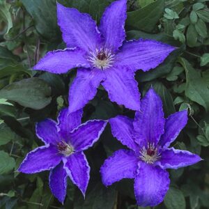 Clematis 'Alice Fisk'