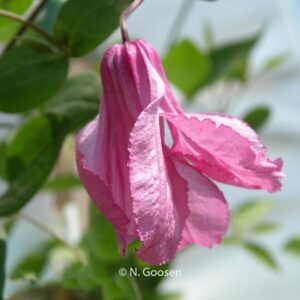 Clematis 'Aljonushka'