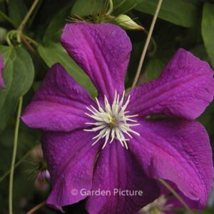 Clematis 'Aotearoa'