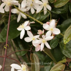 Clematis 'Apple Blossom'