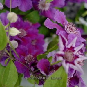 Clematis 'Ashva'