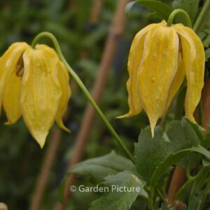 Clematis 'Aureolin'