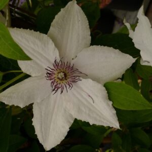 Clematis 'BFCCSPA' (SPARKLER)