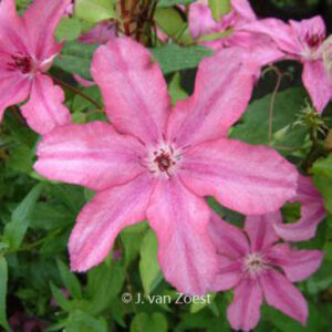 Clematis 'Barbara'