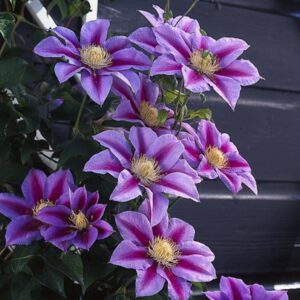 Clematis 'Barbara Jackman'