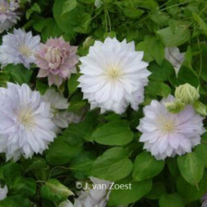 Clematis 'Belle of Woking'