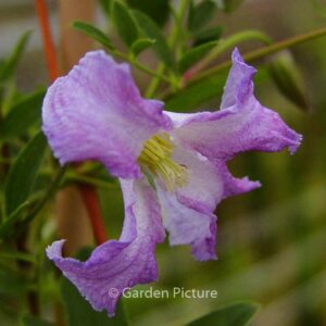 Clematis 'Betty Corning'