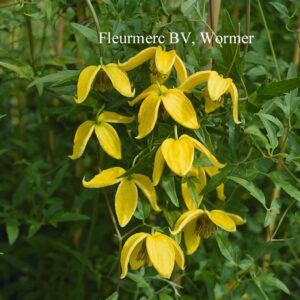 Clematis 'Bill MacKenzie'