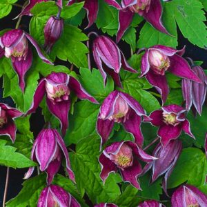 Clematis 'Brunette'