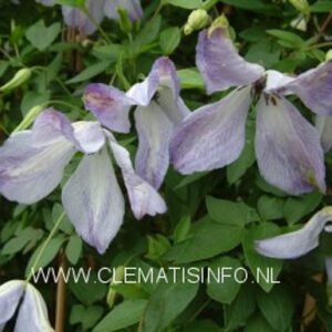 Clematis 'Caerulea Luxurians'