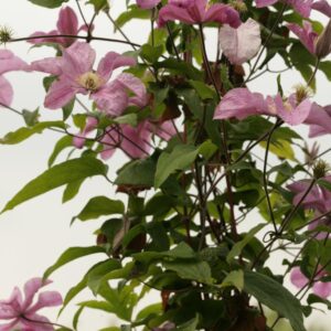 Clematis 'Comtesse de Bouchaud'