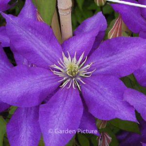 Clematis 'Daniel Deronda'
