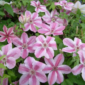 Clematis 'Darius'