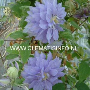 Clematis 'Denny's Double'