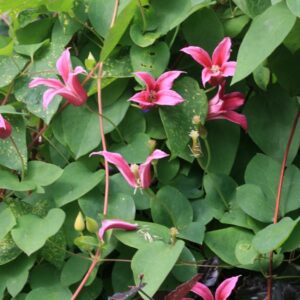 Clematis 'Duchess of Albany'