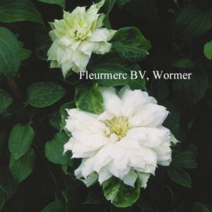 Clematis 'Duchess of Edinburgh'