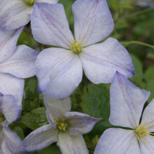 Clematis 'Dutch Sky'