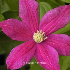 Clematis 'Ernest Markham'