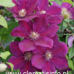 Clematis 'Firefly'