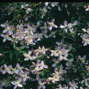 Clematis 'Fragrant Spring'
