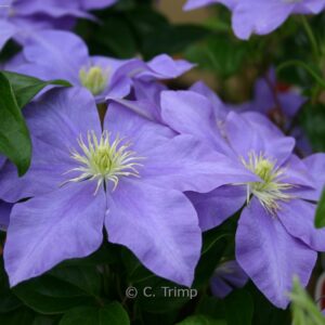 Clematis 'Fujimusume'
