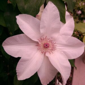 Clematis 'Fuyu-no-tabi'