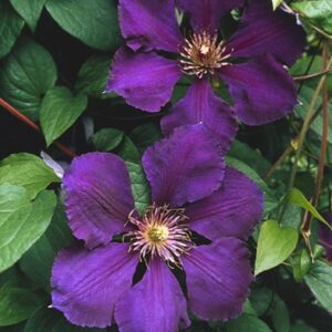 Clematis 'Gipsy Queen'