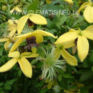 Clematis 'Golden Harvest'